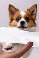 PetGrooming